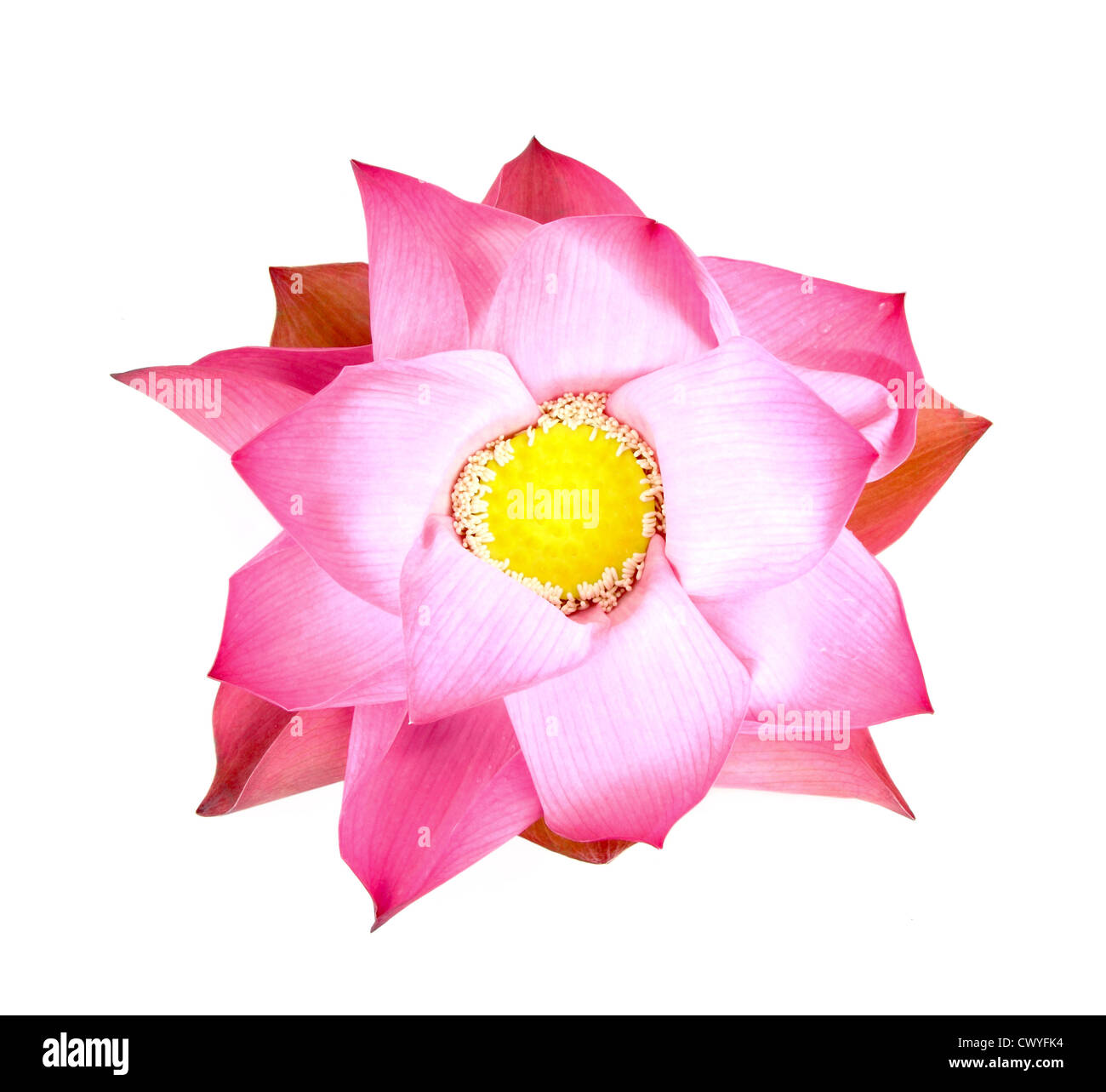 Bud lotus blooming su sfondo bianco Foto Stock