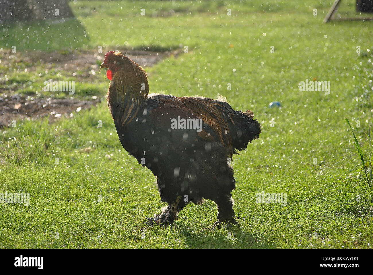 Oro Brahma pollo sotto la pioggia Foto Stock