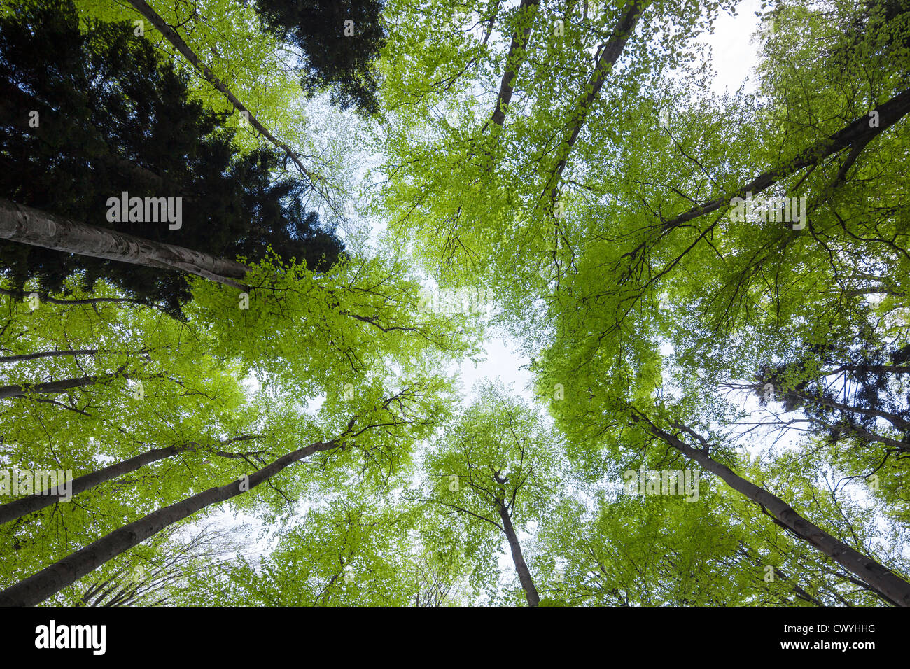 Foresta di primavera al Gaisberg, Stato di Salisburgo, Austria Foto Stock