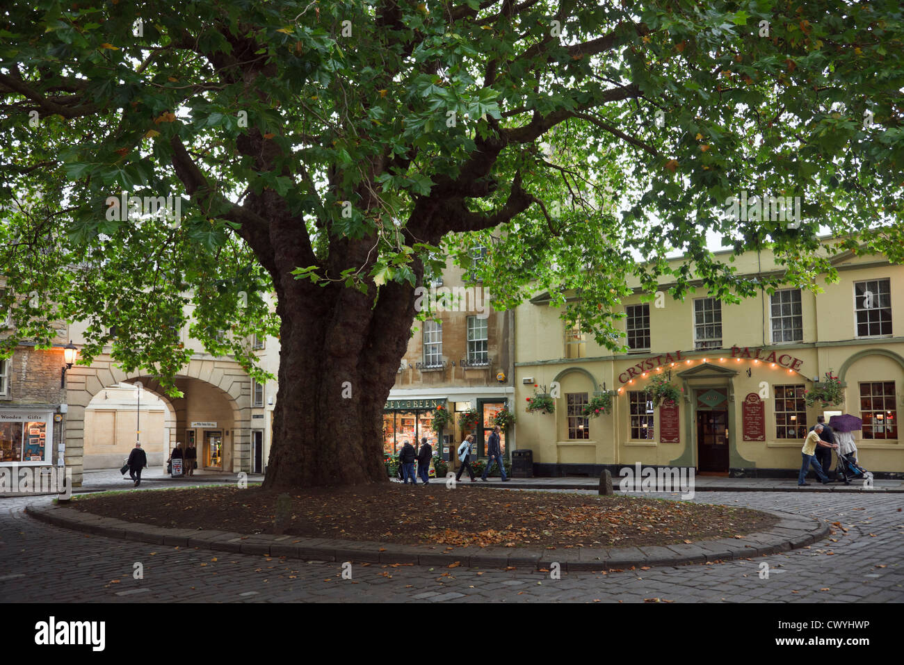 Grande vecchia Londra piano albero piantato 1790 piazza ombreggiatura nella storica piazza della città. Abbazia bagno verde Somerset England Regno Unito Gran Bretagna Foto Stock