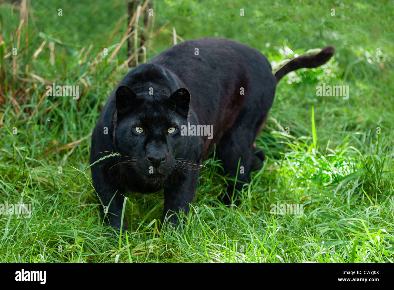 Leopardo nero caccia nell'erba lunga Panthera Pardus Foto Stock