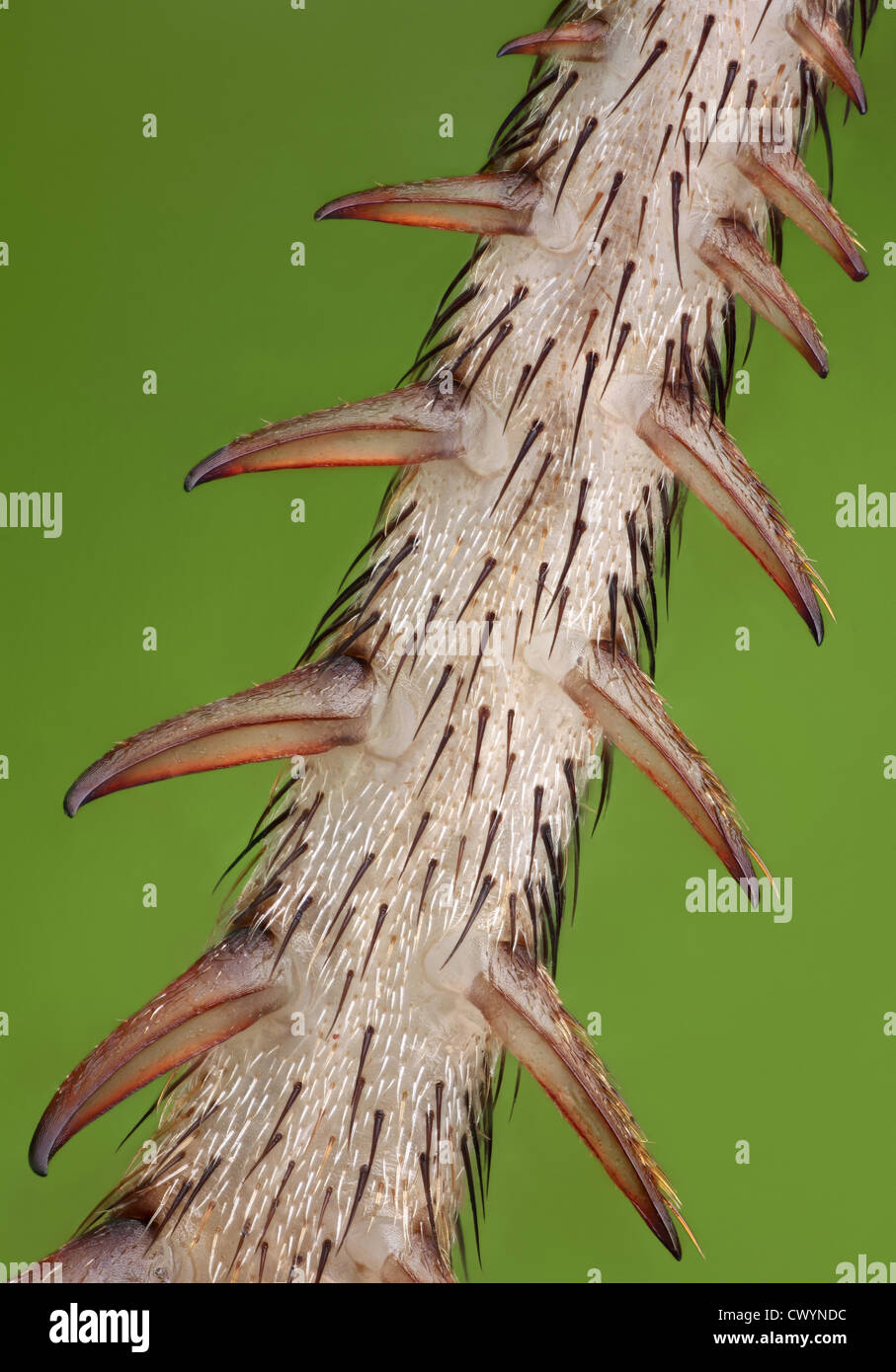 Dettaglio della gamba di una casa di cricket, macro shot Foto Stock