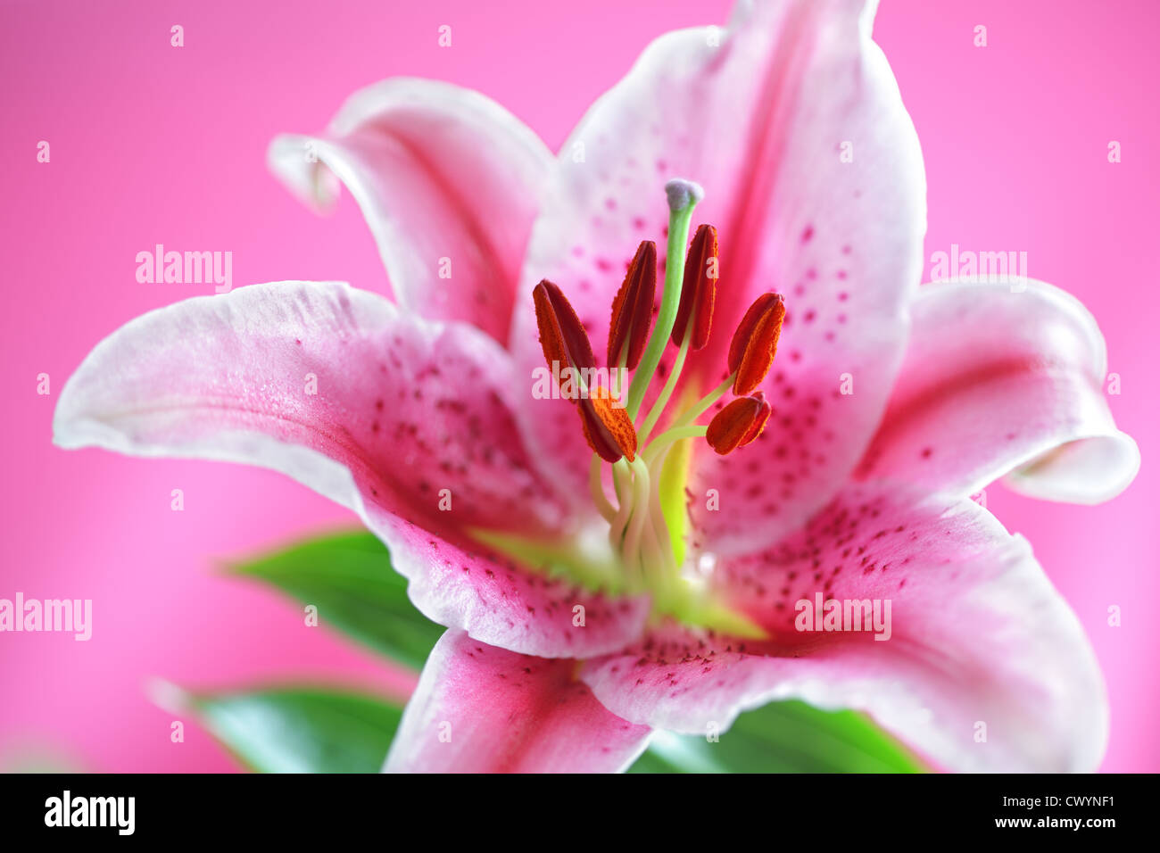 Giglio dello Stargazer Foto Stock