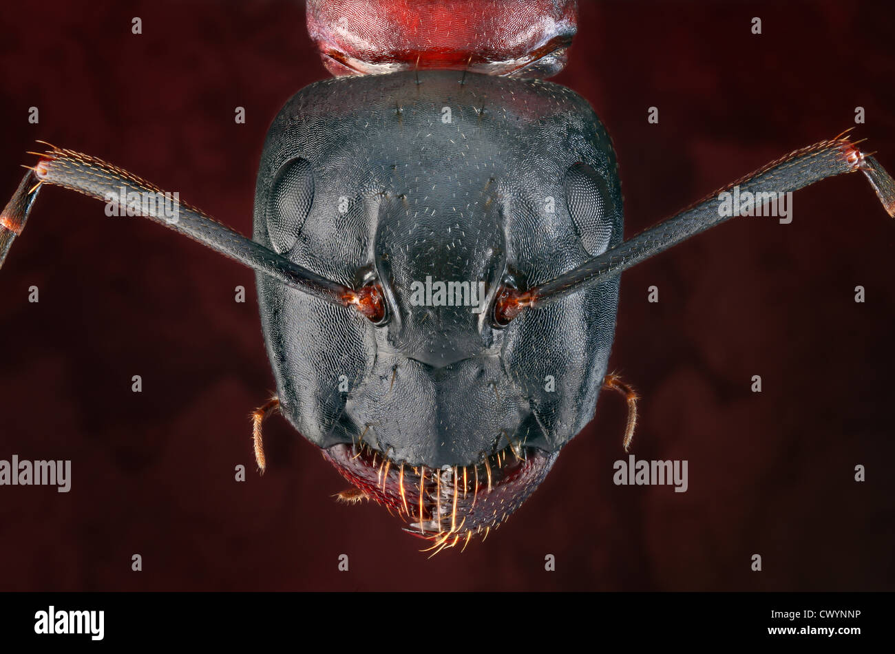 Testa di Camponotus ligniperda, macro shot Foto Stock