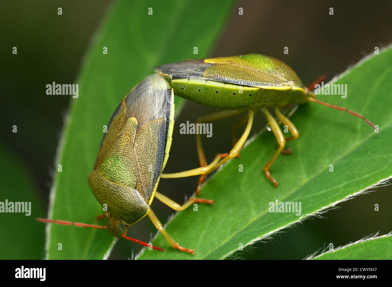 Schermo verde bug (Palomena prasina) coniugata Foto Stock