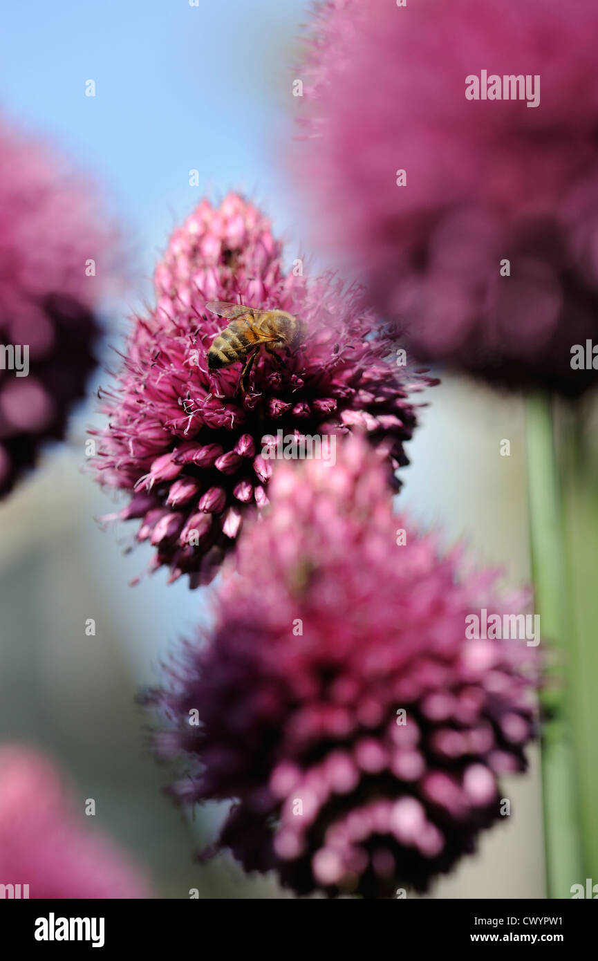 Il miele delle api specie nectaring sul giardino ornamentale alliums Foto Stock