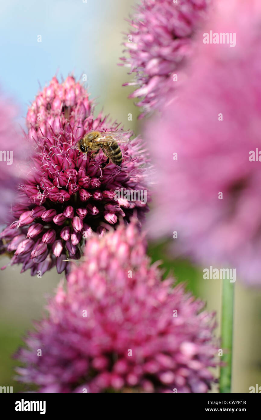 Il miele delle api specie nectaring sul giardino ornamentale alliums Foto Stock