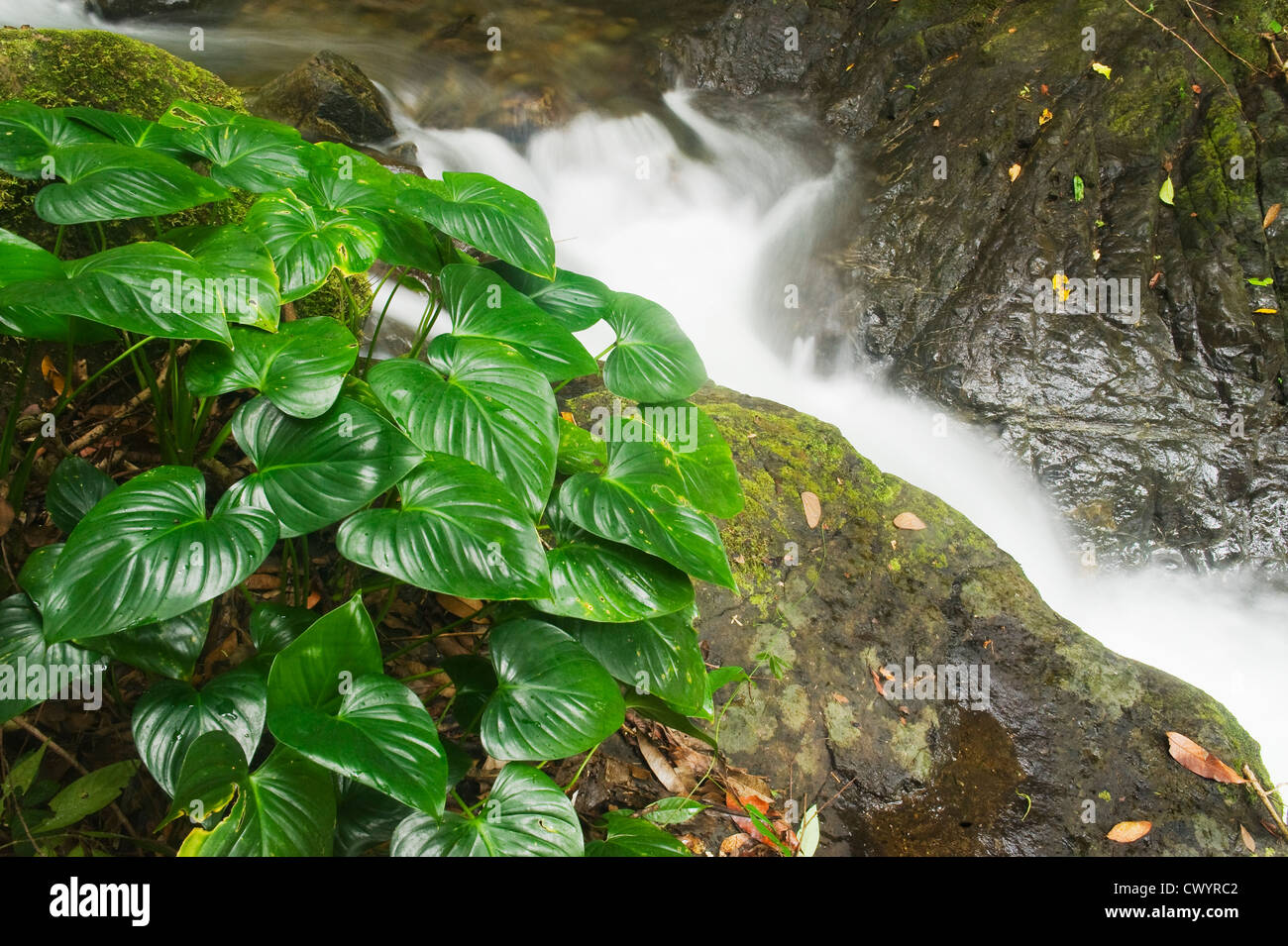 Flusso della foresta pluviale, Mt. Tompotika, Sulawesi centrali, Indonesia Foto Stock
