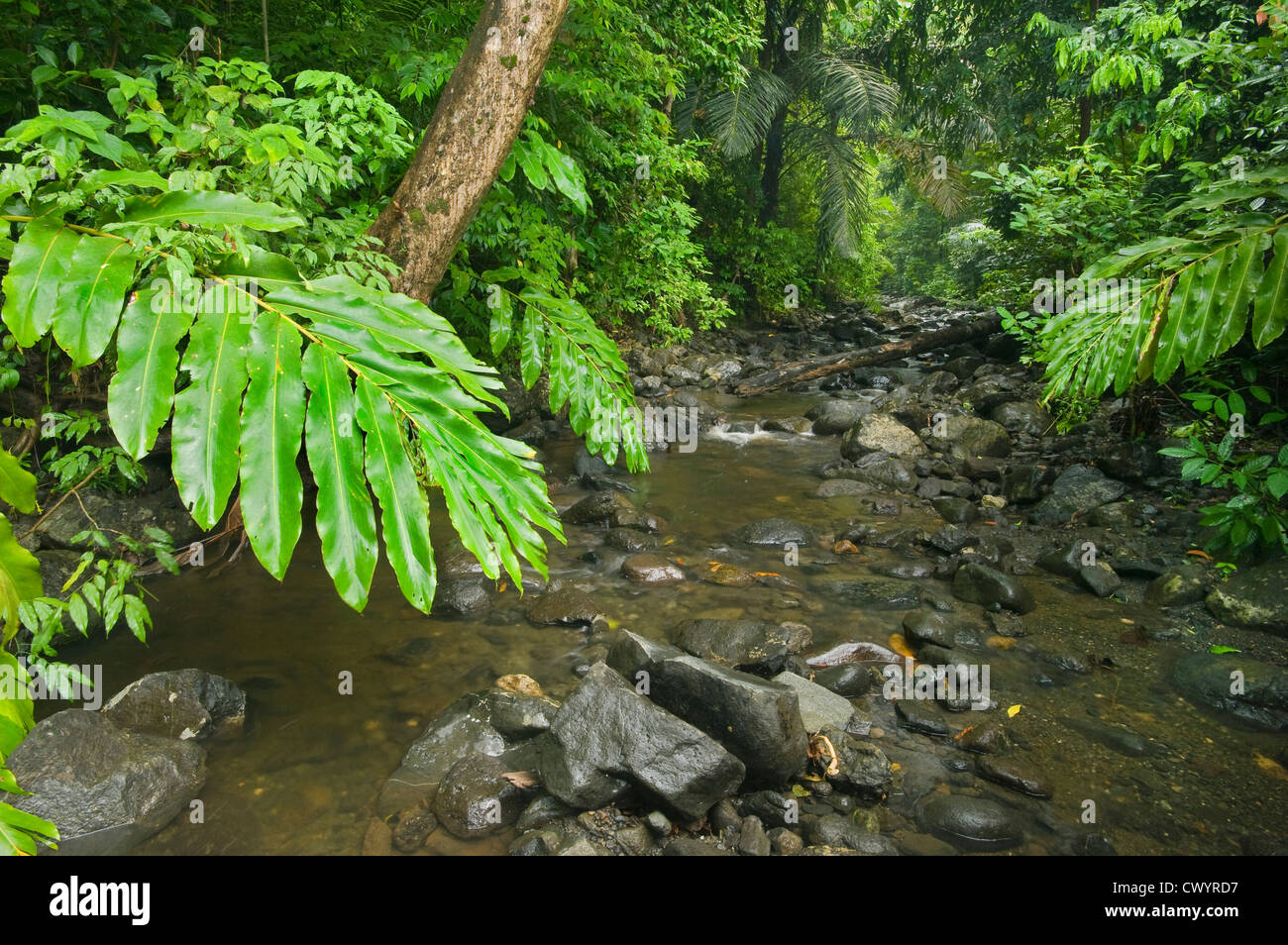 Il flusso e la foresta pluviale, Mt. Tompotika riserva forestale, Sulawesi Centrali, Indonesia Foto Stock