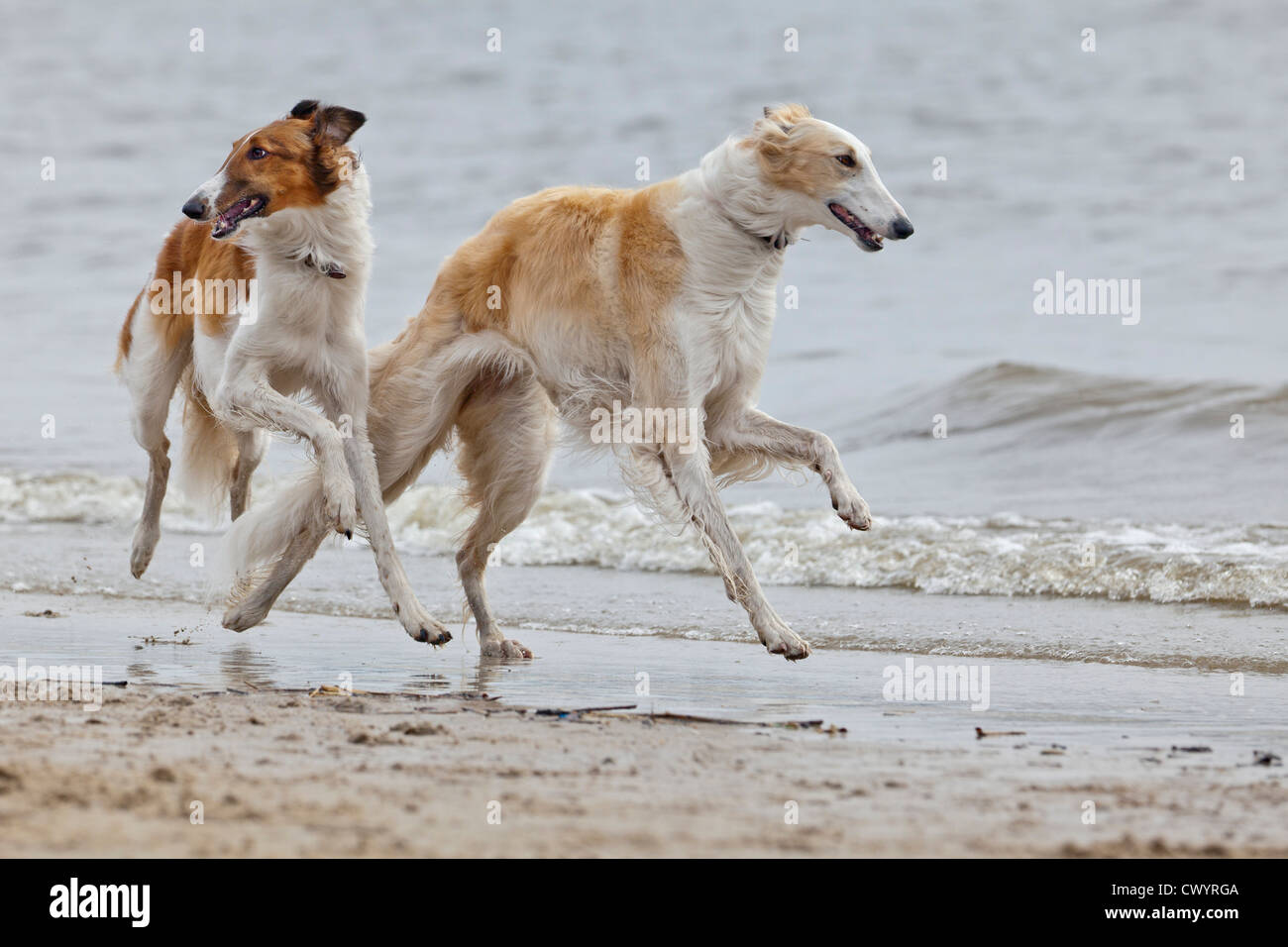 Due sighthounds cane che corre lungo la spiaggia Foto Stock