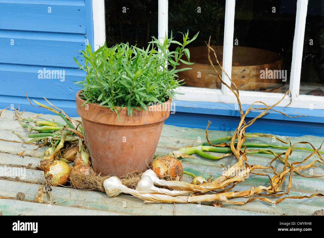 Vaso in terracotta di dragoncello francese con cresciuto in casa aglio e cipolle Foto Stock