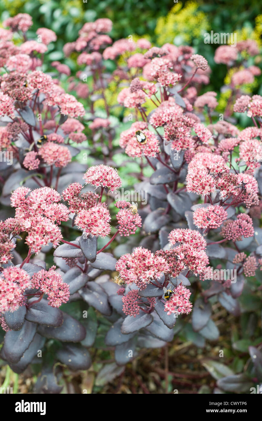 Sedum, 'viola imperatore' Foto Stock