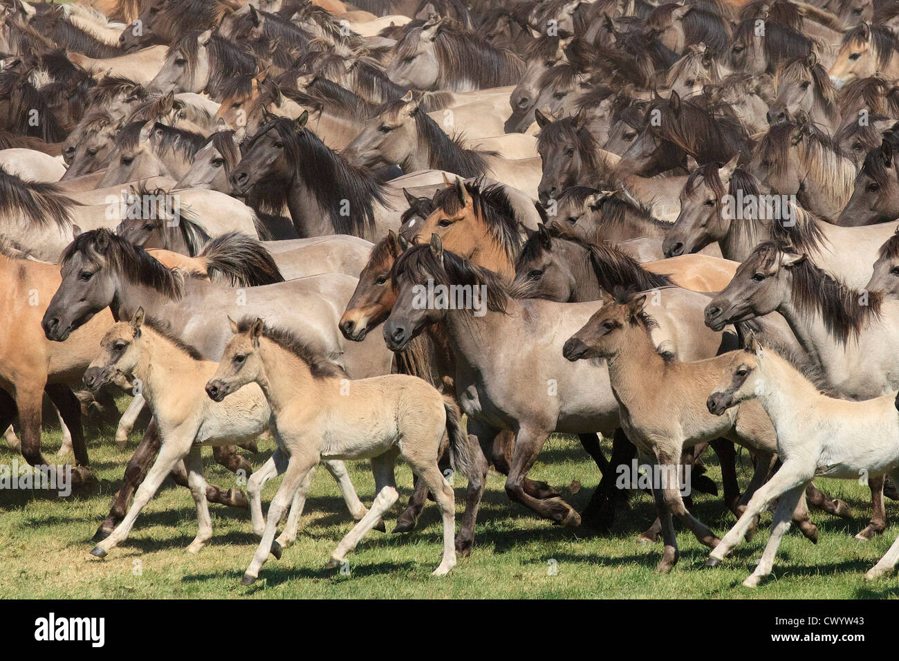 La cattura di cavalli selvaggi, Duelmen, Germania Foto Stock