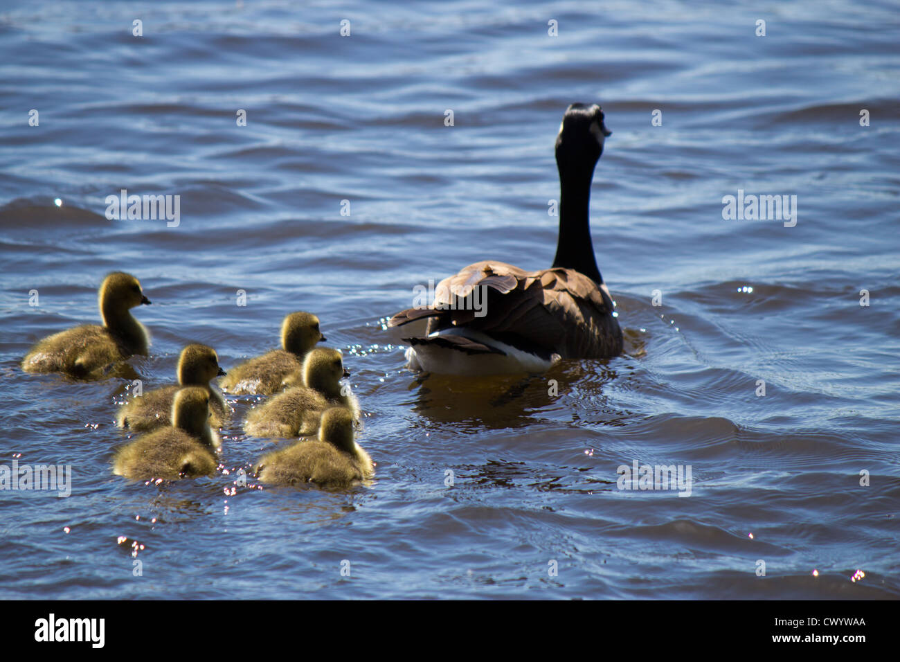 Oca canadese di nuoto con i loro gosling. Foto Stock