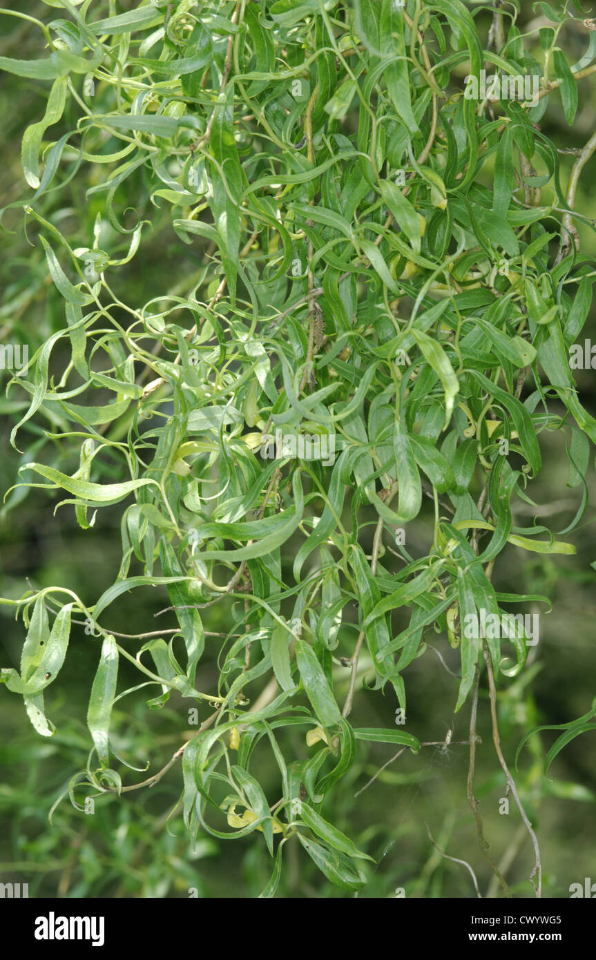 Il cinese salice piangente cavatappi (modulo) Salix babylonica pekinensis (Salicaceae) Foto Stock