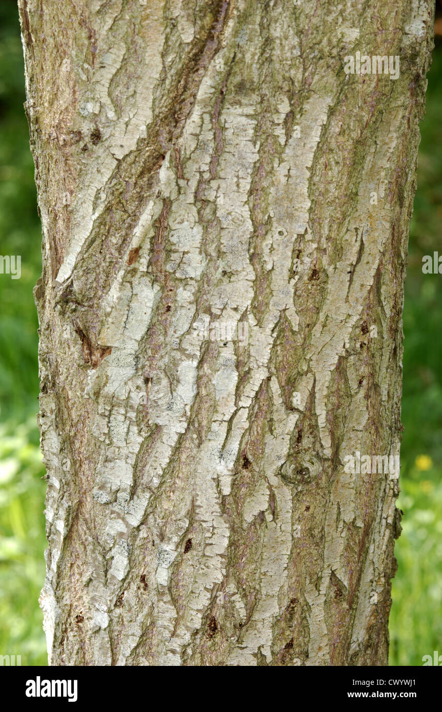 Il cinese salice piangente cavatappi (modulo) Salix babylonica pekinensis (Salicaceae) Foto Stock