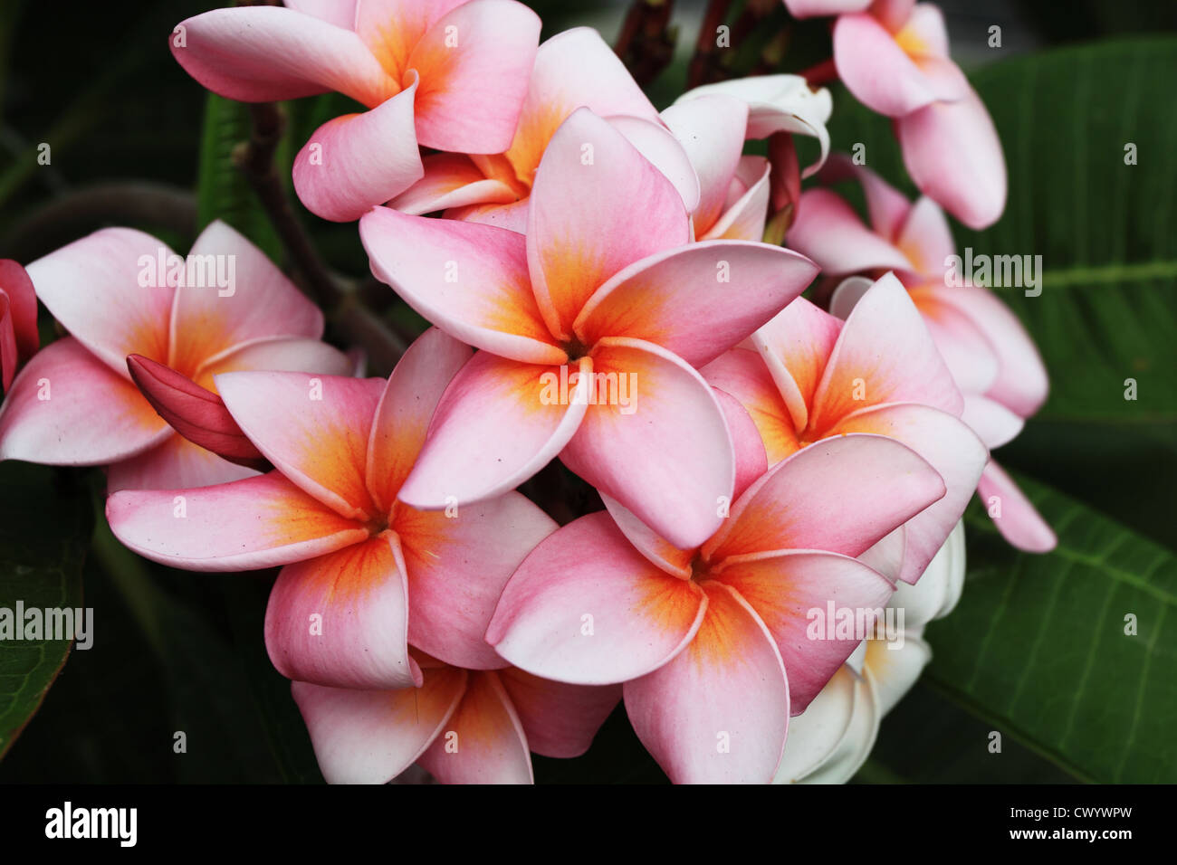 Il Frangipani o Plumeria fiore Foto Stock