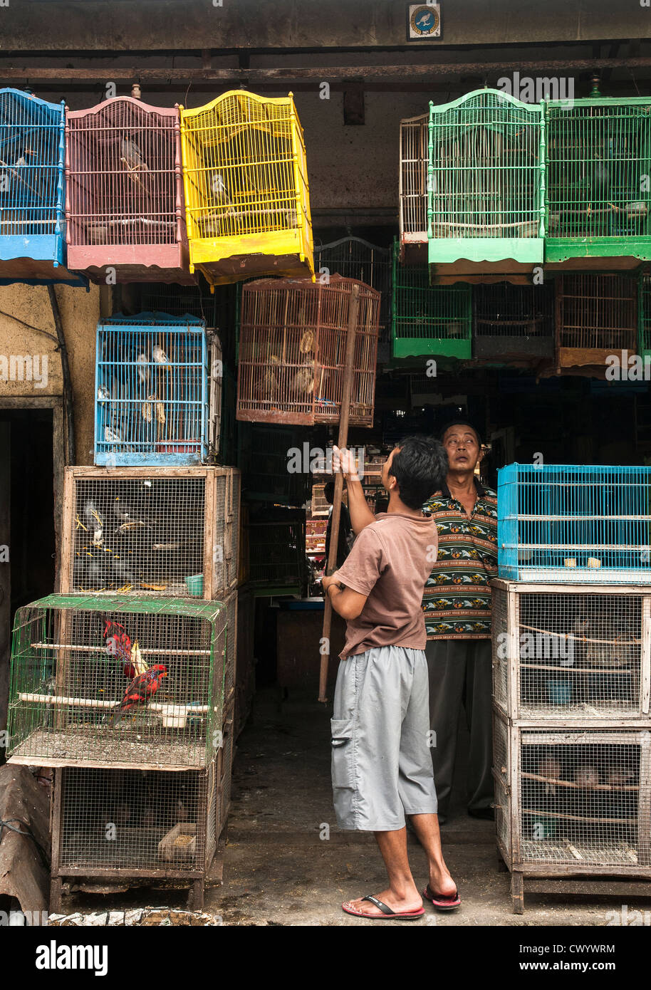 Gabbie in legno riempita con volatili presso il bird e il mercato degli animali a Denpasar, meridionale di Bali, Indonesia. Foto Stock