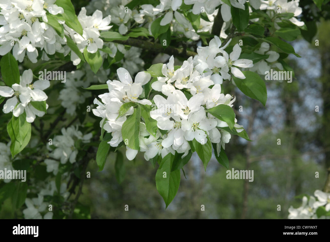 Malus sylvestris Malus 'John Downie' Foto Stock