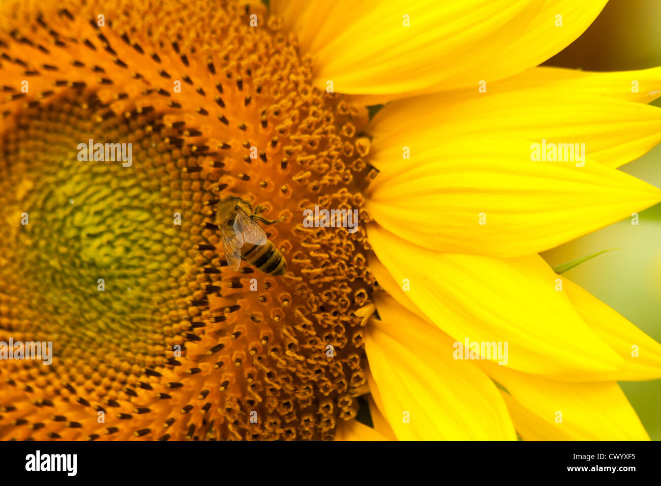 Un estate fiore di girasole mentre un'Ape raccoglie il nettare e polline, nella zona ovest di Marlborough, Chester County PA. Foto Stock