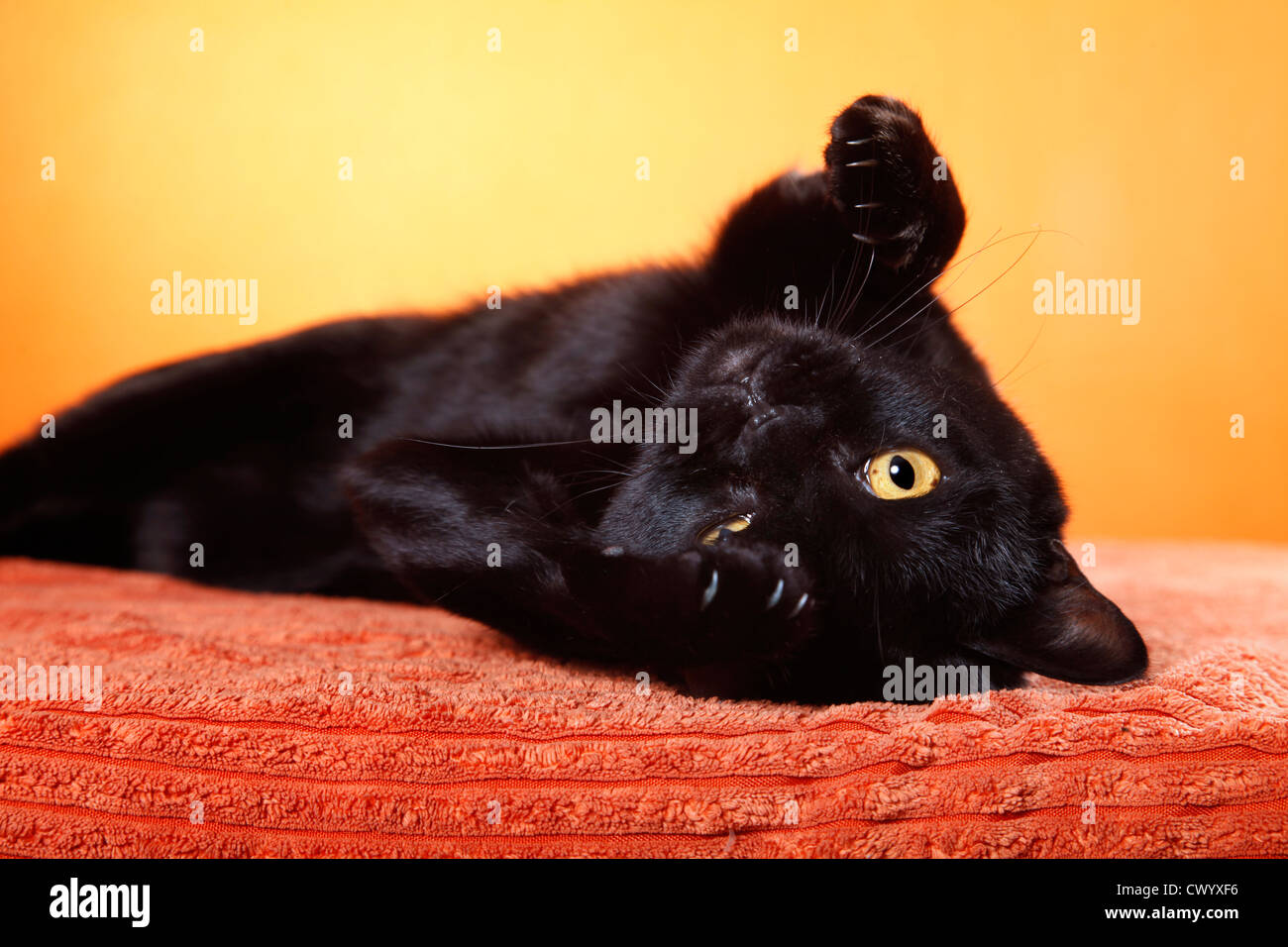 Giacente Bombay Cat Foto Stock