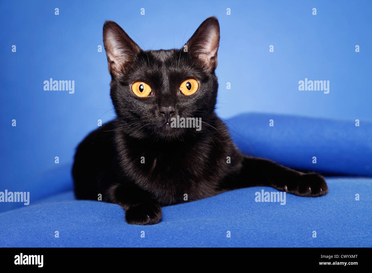 Giacente Bombay Cat Foto Stock