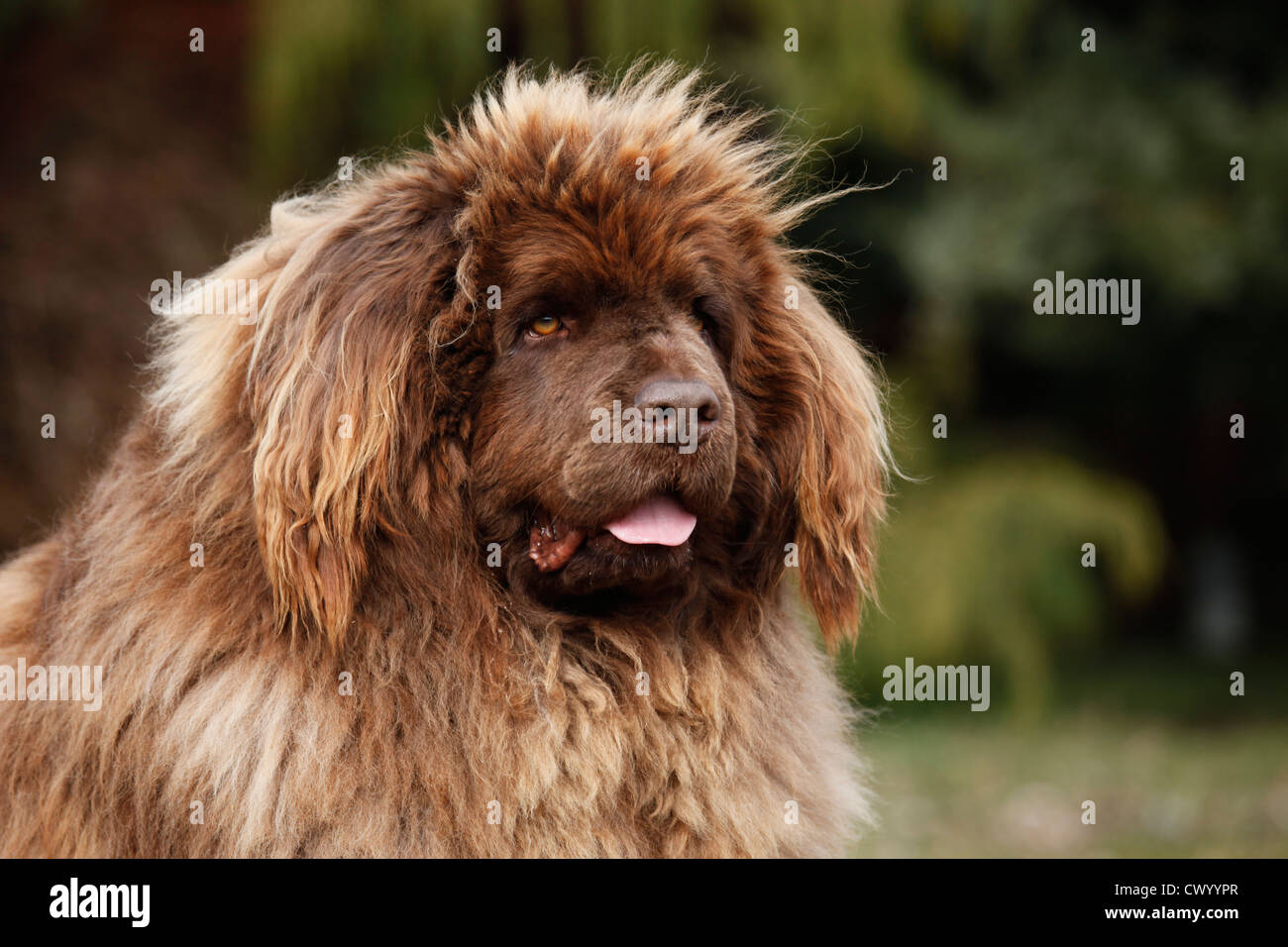 Newfoundlander marrone Foto Stock