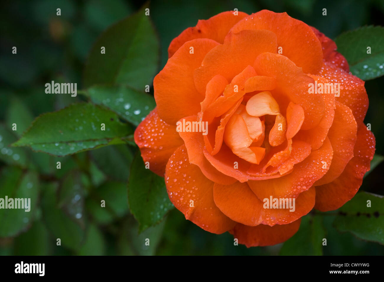 Rosa Super Trouper 'Fryleyeca'. Arancione rosa ad arbusto. Foto Stock