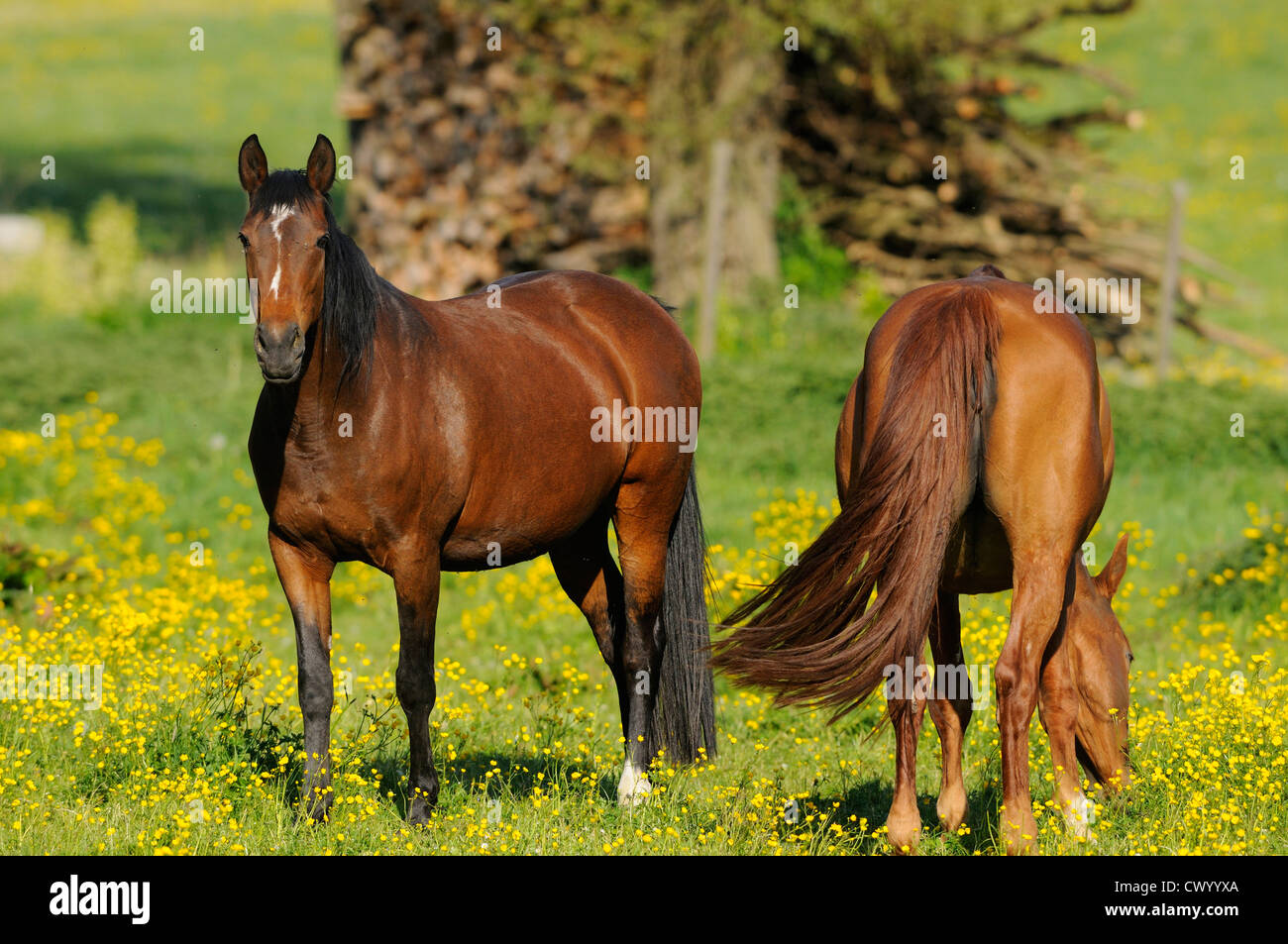 Due cavalli sul paddock Foto Stock