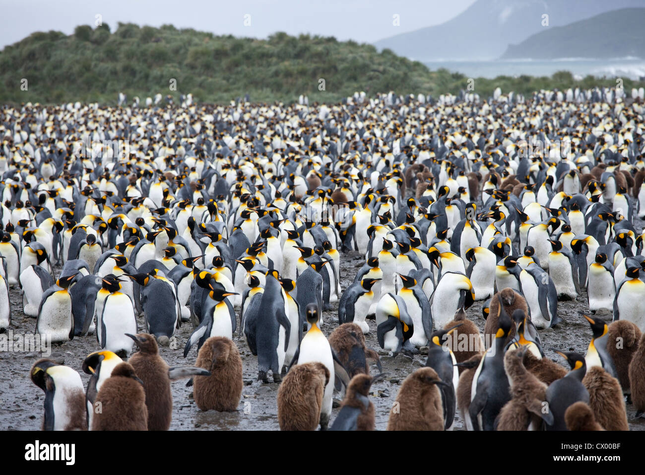 Pinguino reale (Aptenodytes patagonicus patagonicus) grande colonia di adulti e pulcini su Salisbury Plain, Isola Georgia del Sud. Foto Stock