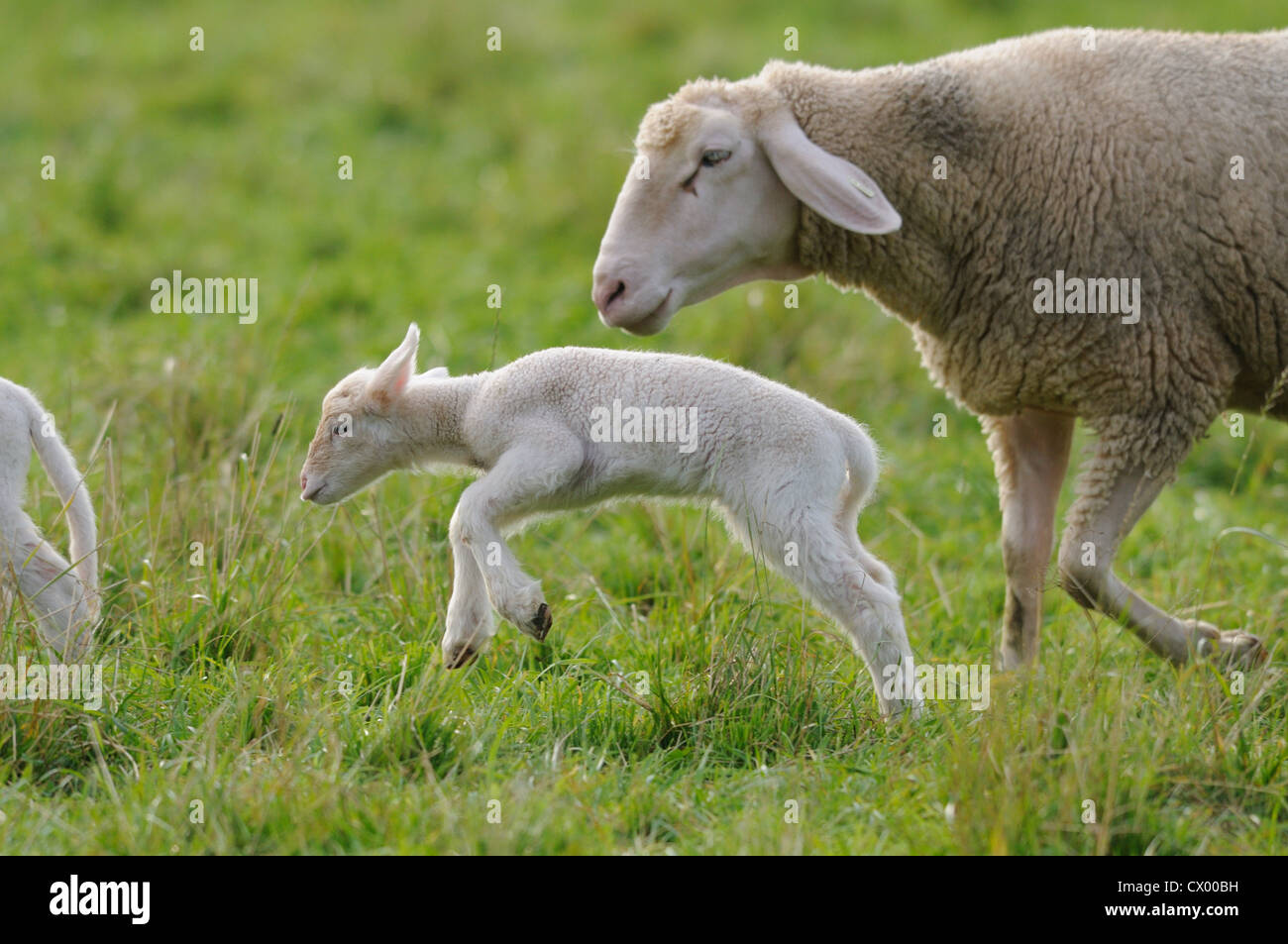 Agnello con madre pecore al pascolo Foto Stock