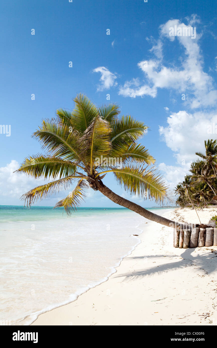 Palm tree su una bella spiaggia tropicale, Bjewuu, Zanzibar Tanzania Africa Foto Stock