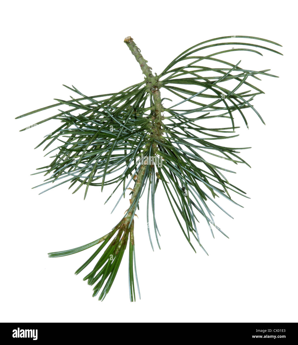 Giapponese di pino bianco Pinus parviflora Foto Stock
