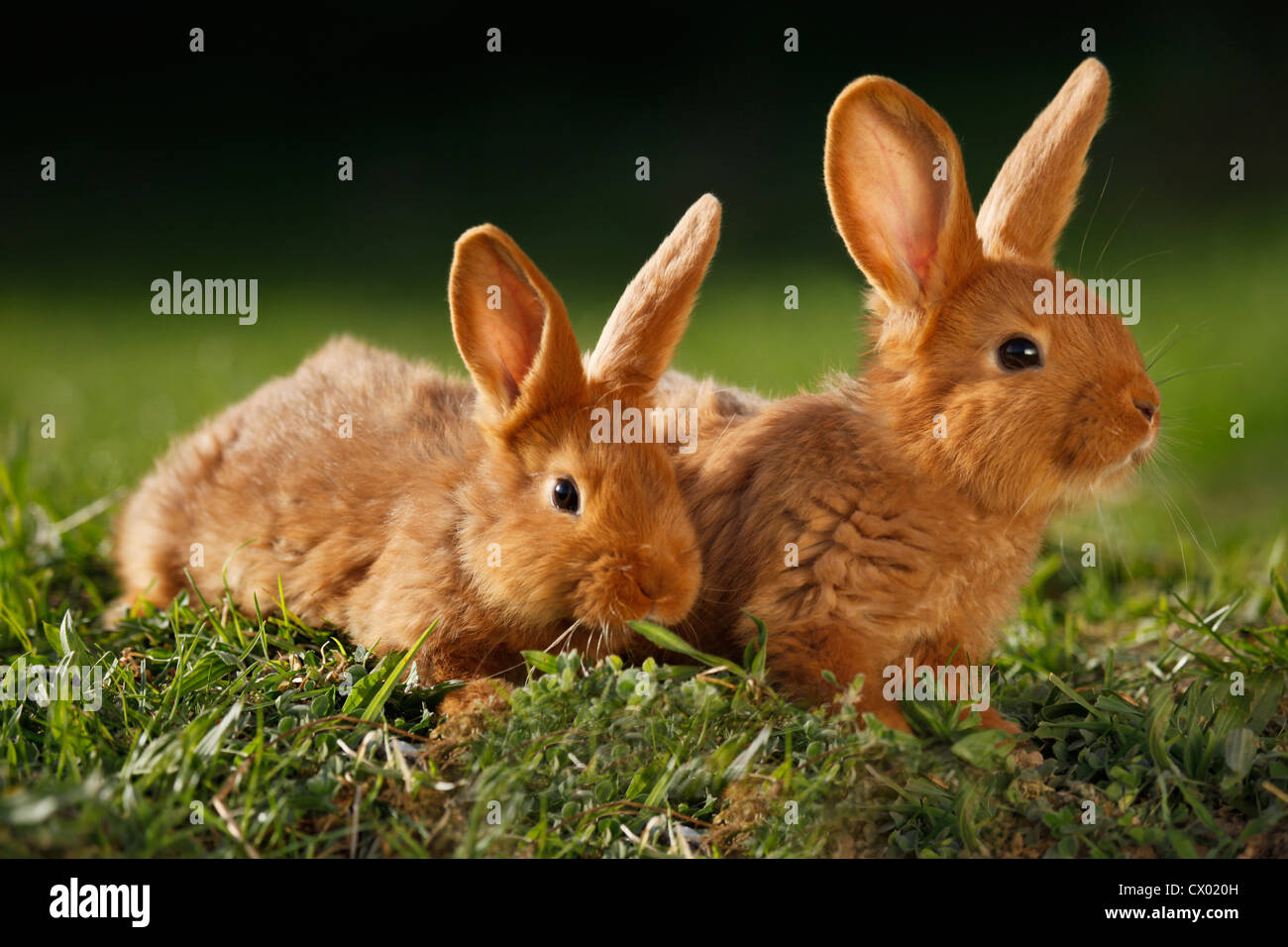 Giovane Neozelandese conigli Foto Stock