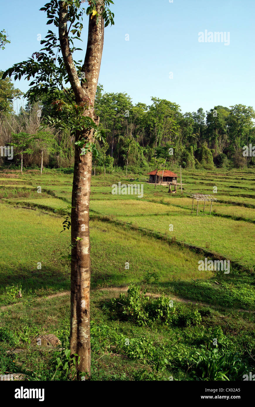 La risaia Campo e nativi di capanne tribali nei pressi di Wayanad Area forestale in Kerala India Foto Stock