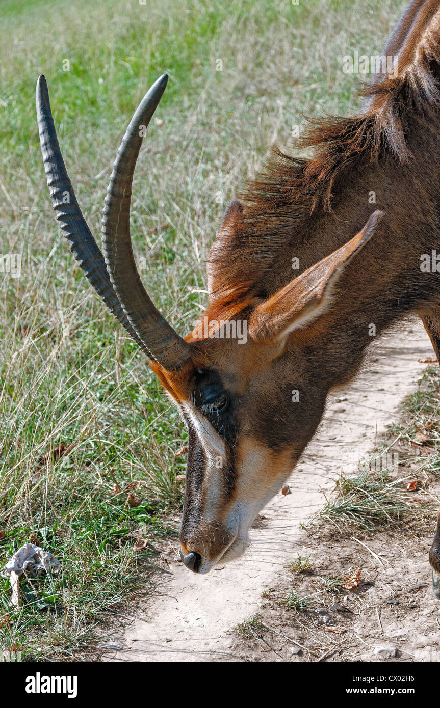 Eland in comune il Parco Naturale di Cabarceno, Cantabria, Spagna, Europa Foto Stock