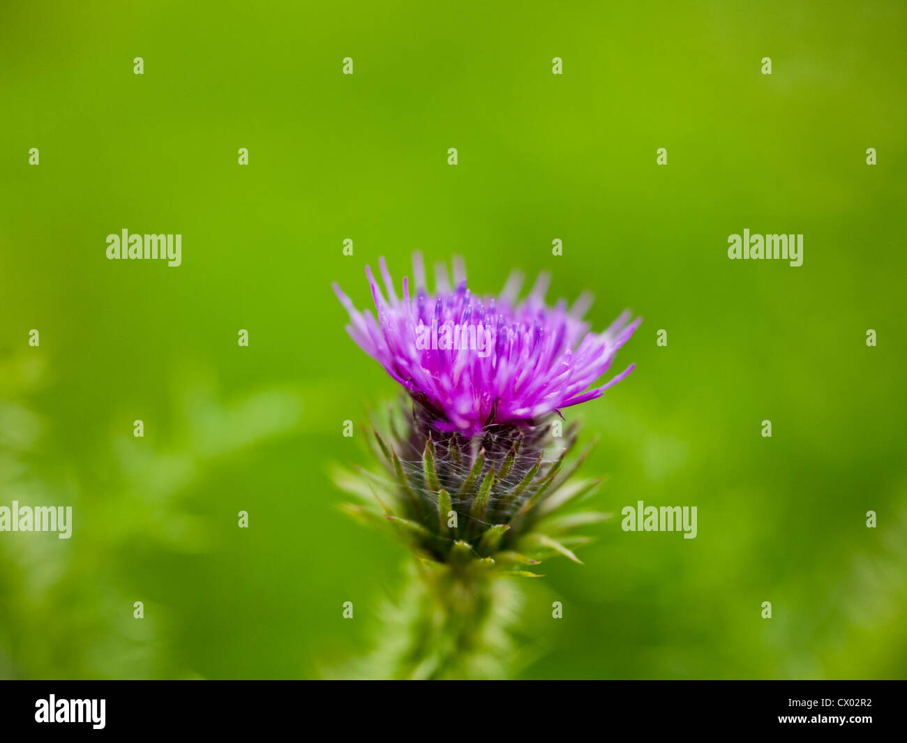 Paesaggio macro close up del fiore di cardo Carduus Crispo, la Goodyear Thistle, sfocate su sfondo verde. Foto Stock