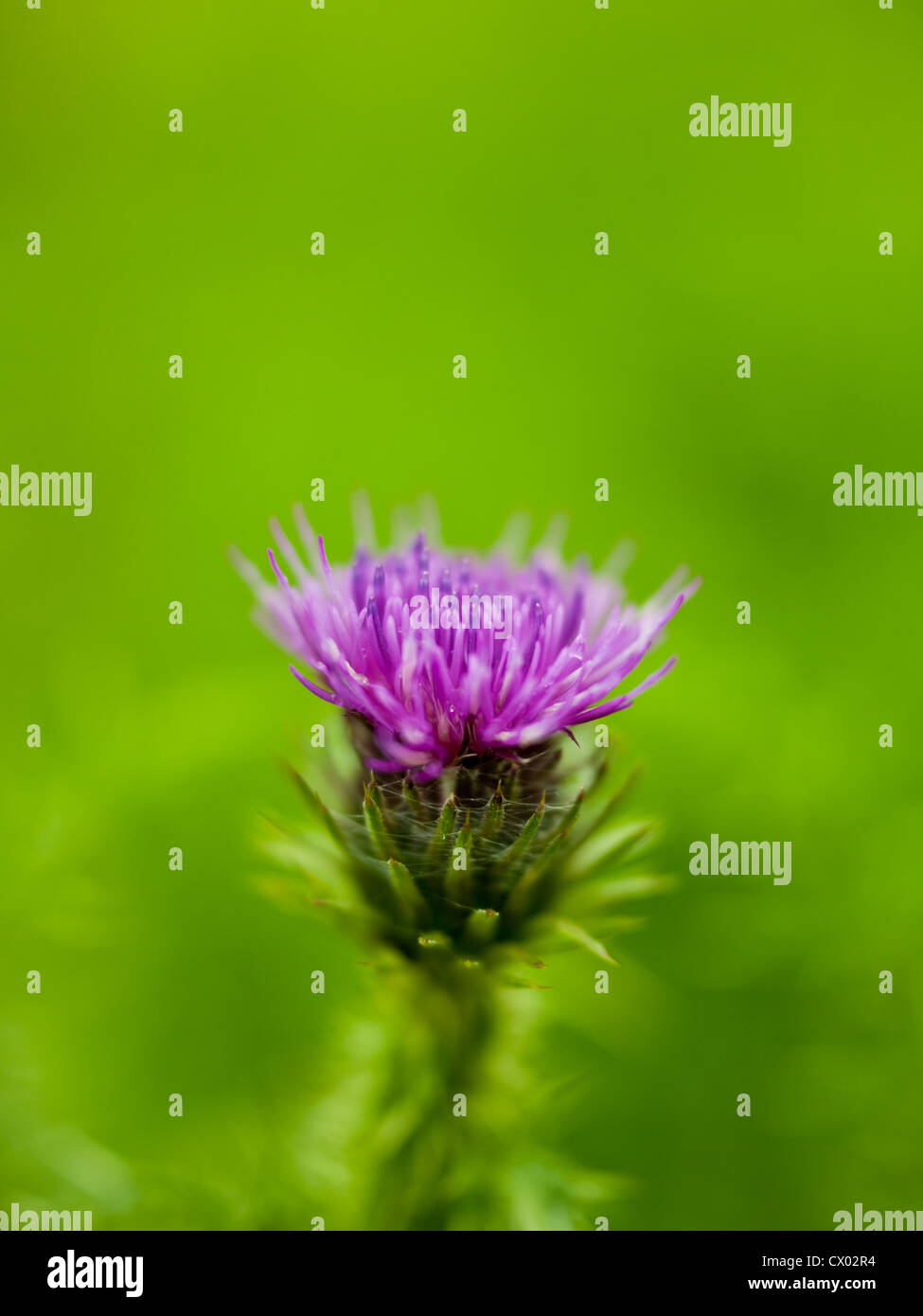 Ritratto macro close up del fiore di cardo Carduus Crispo, la Goodyear Thistle, sfocate su sfondo verde. Foto Stock