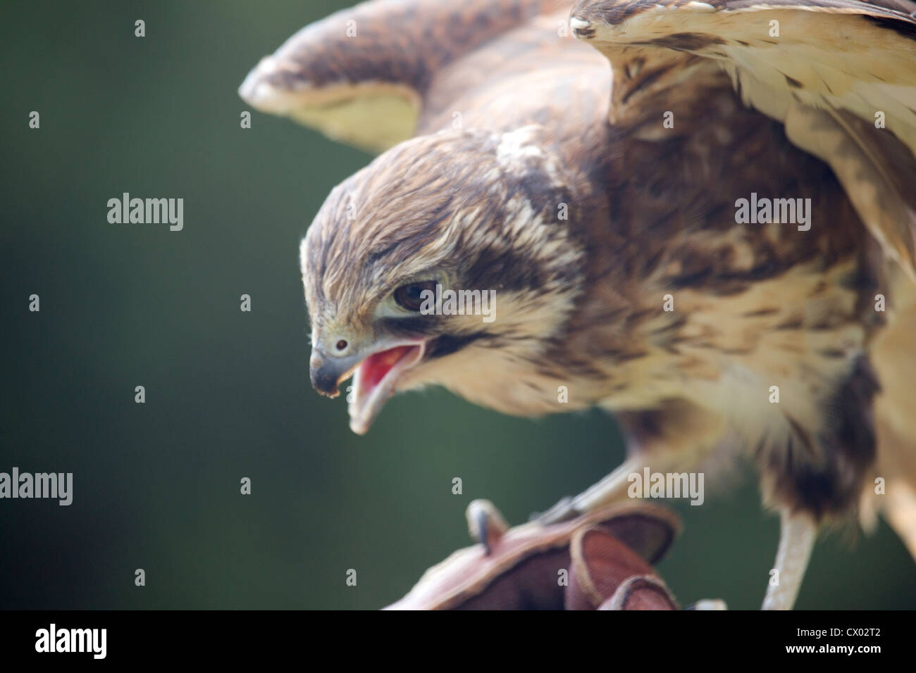 Falco pellegrino terre, Tasmania, Australia Foto Stock