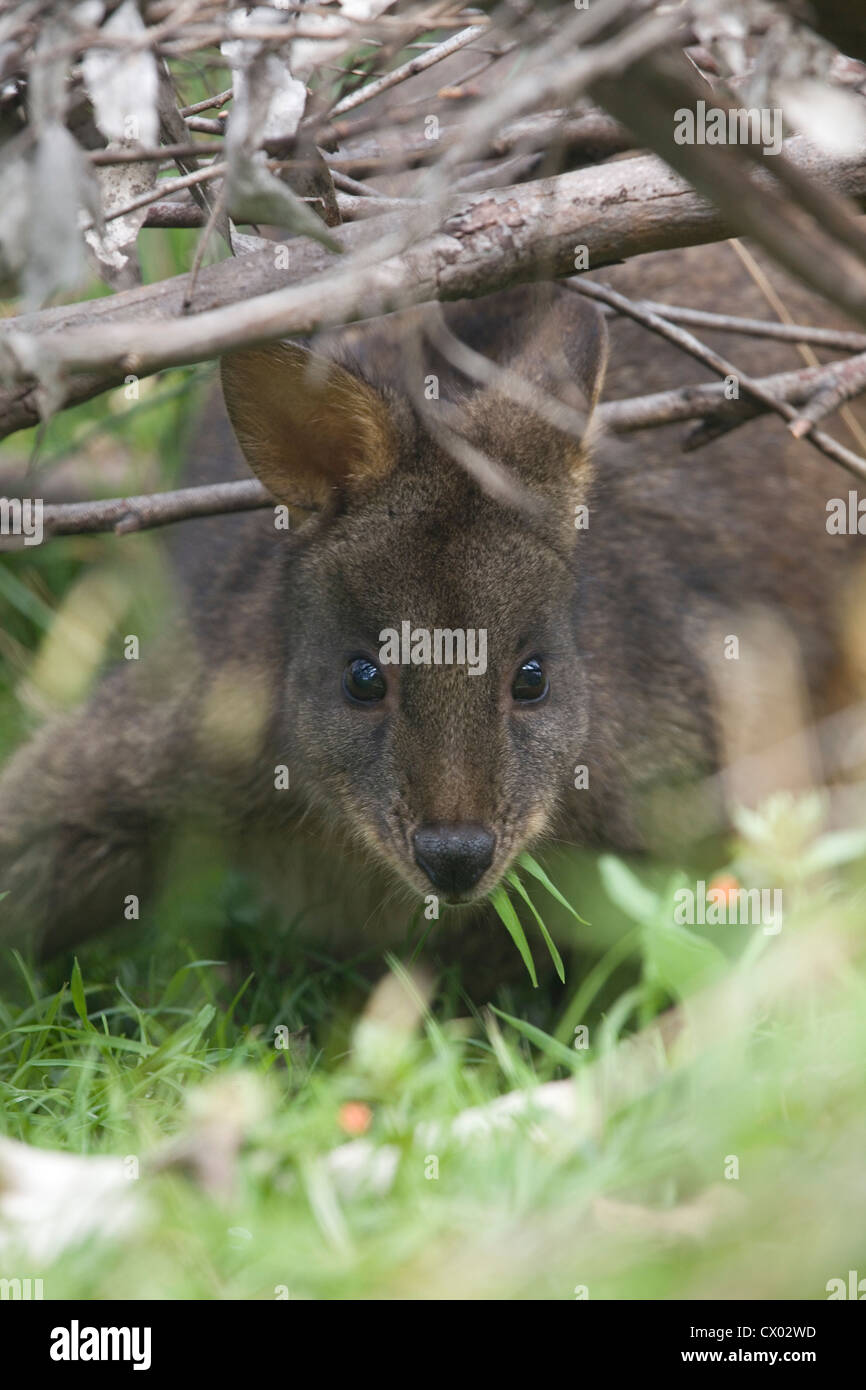 Wallaby nasconde sotto i rami di mangiare il pranzo, Hobart, Tasmania Foto Stock