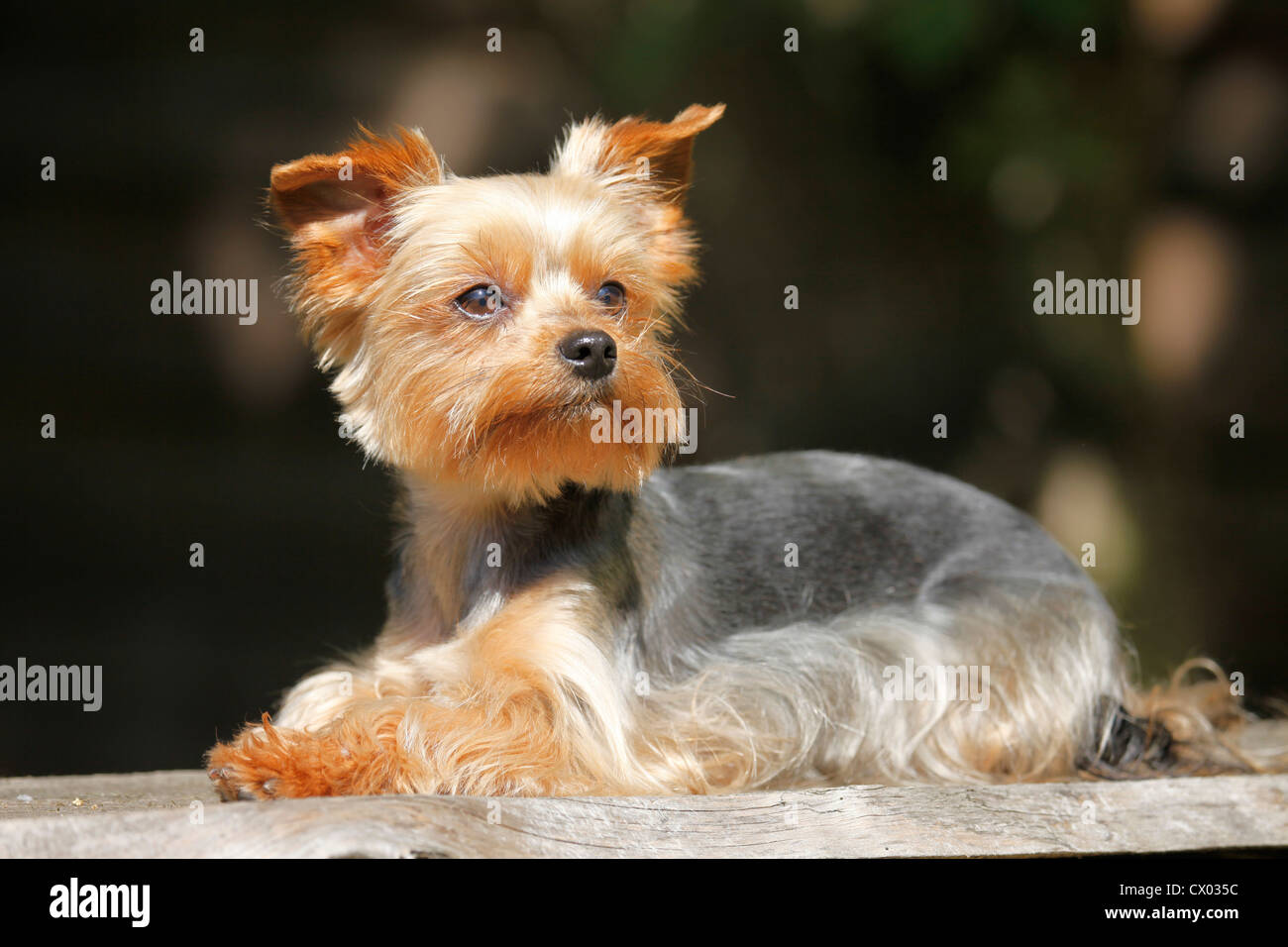 Yorkshire Terrier Foto Stock