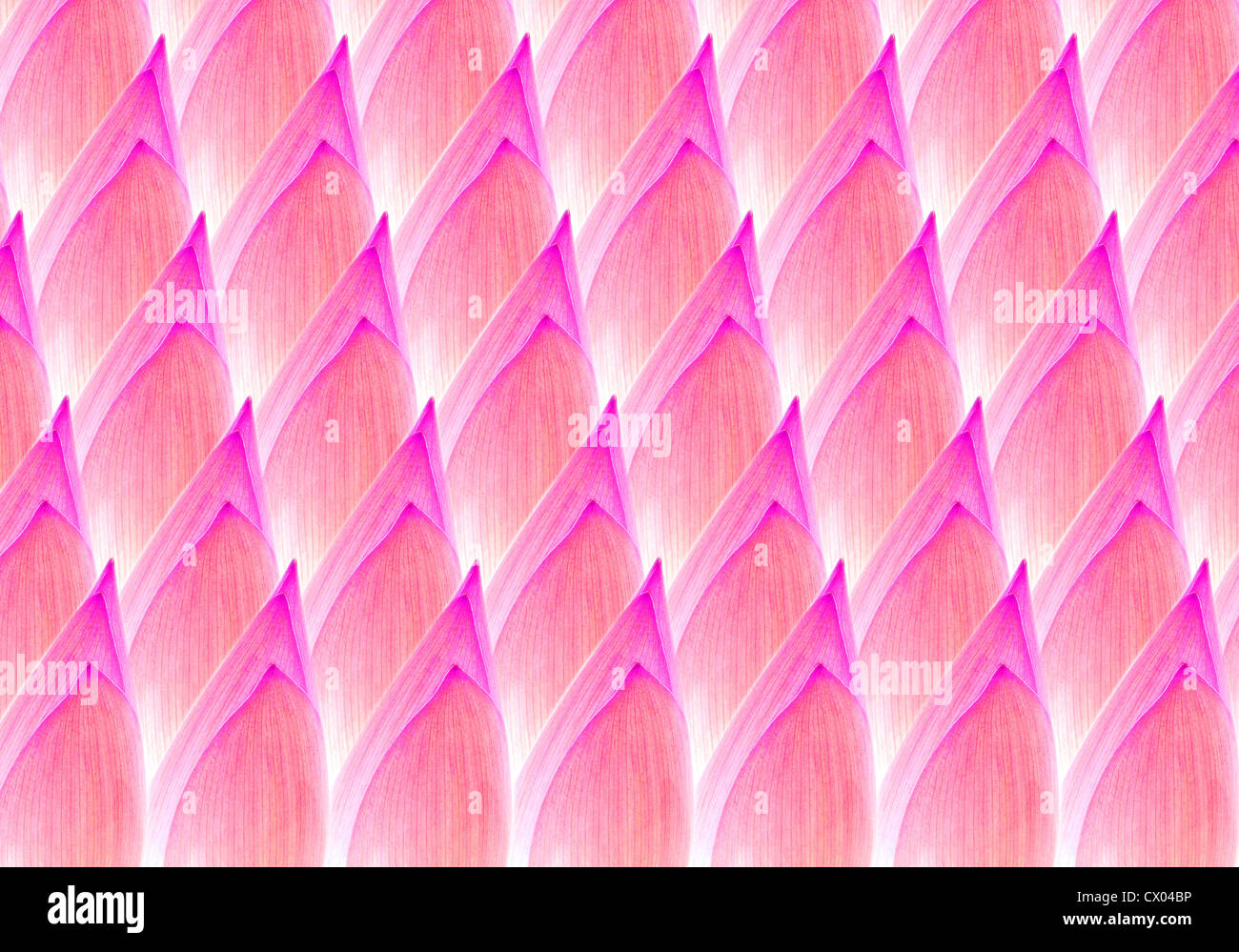 Wallpaper di bud lotus texture Foto Stock