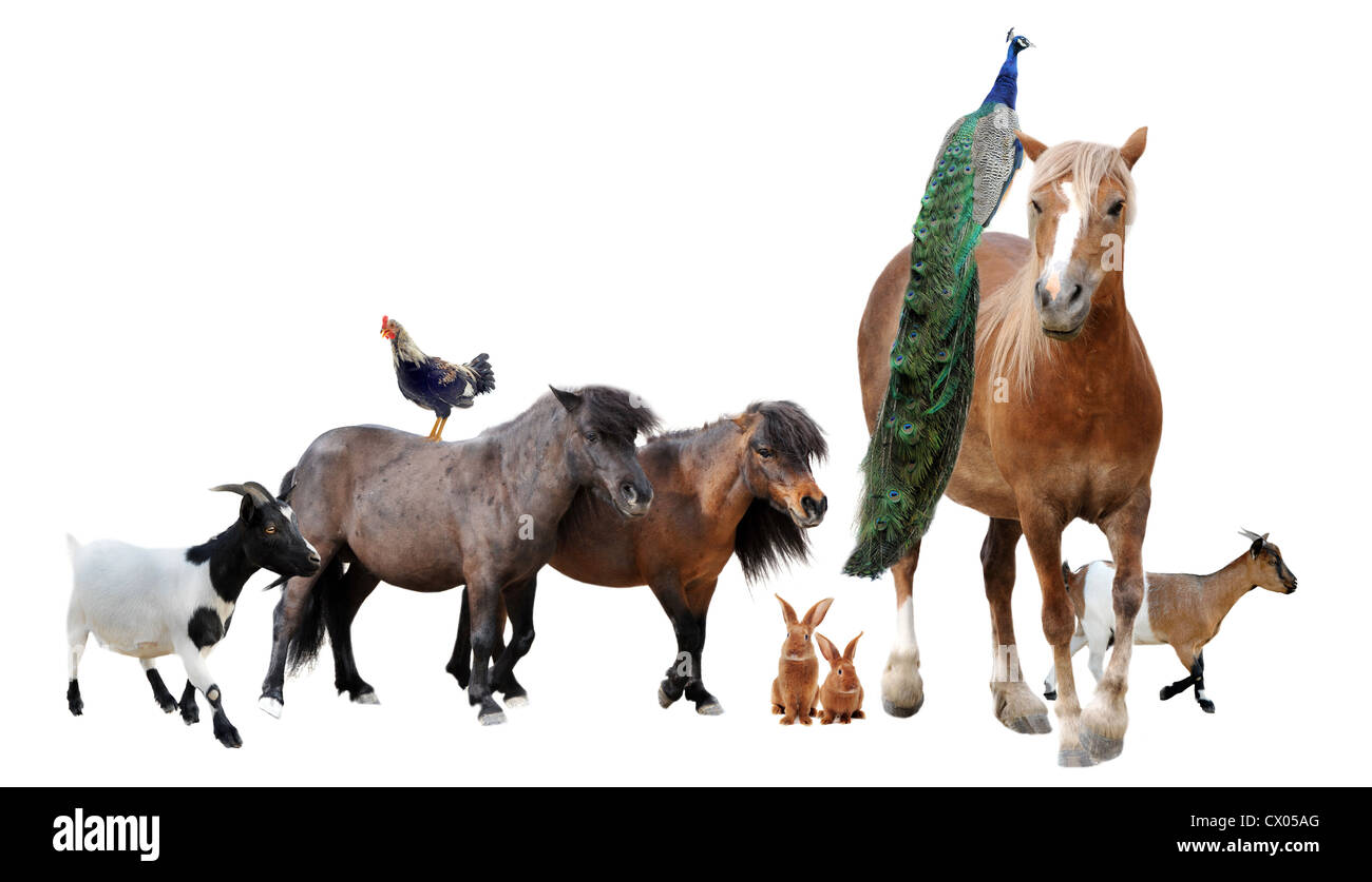 Gruppo di animali da fattoria di fronte a uno sfondo bianco Foto Stock