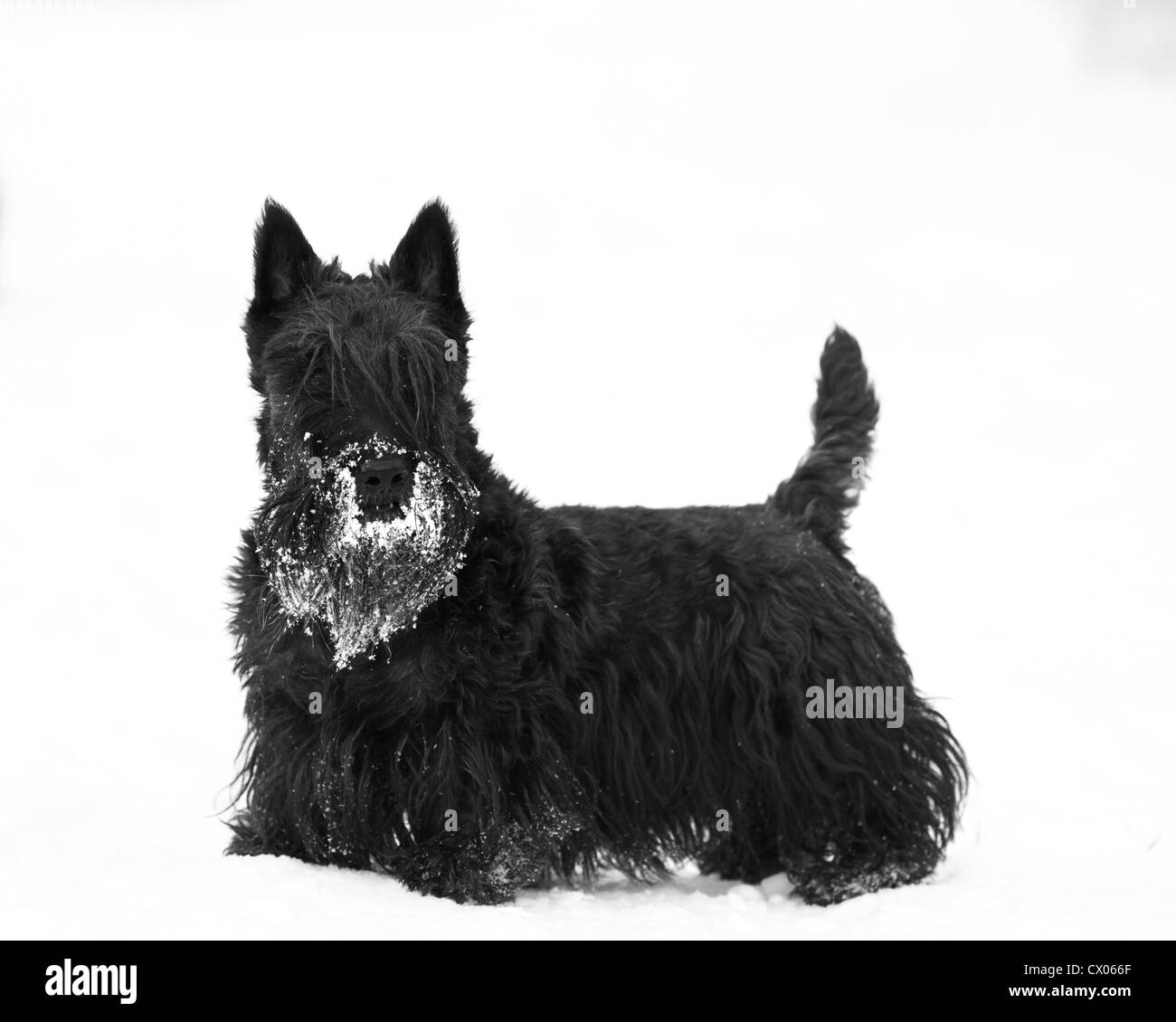 Scottish terrier Foto Stock