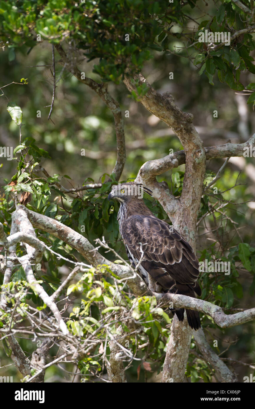 Modificabile o Hawk-Eagle Crested Hawk-eagle (Nisaetus cirrhatus) Foto Stock