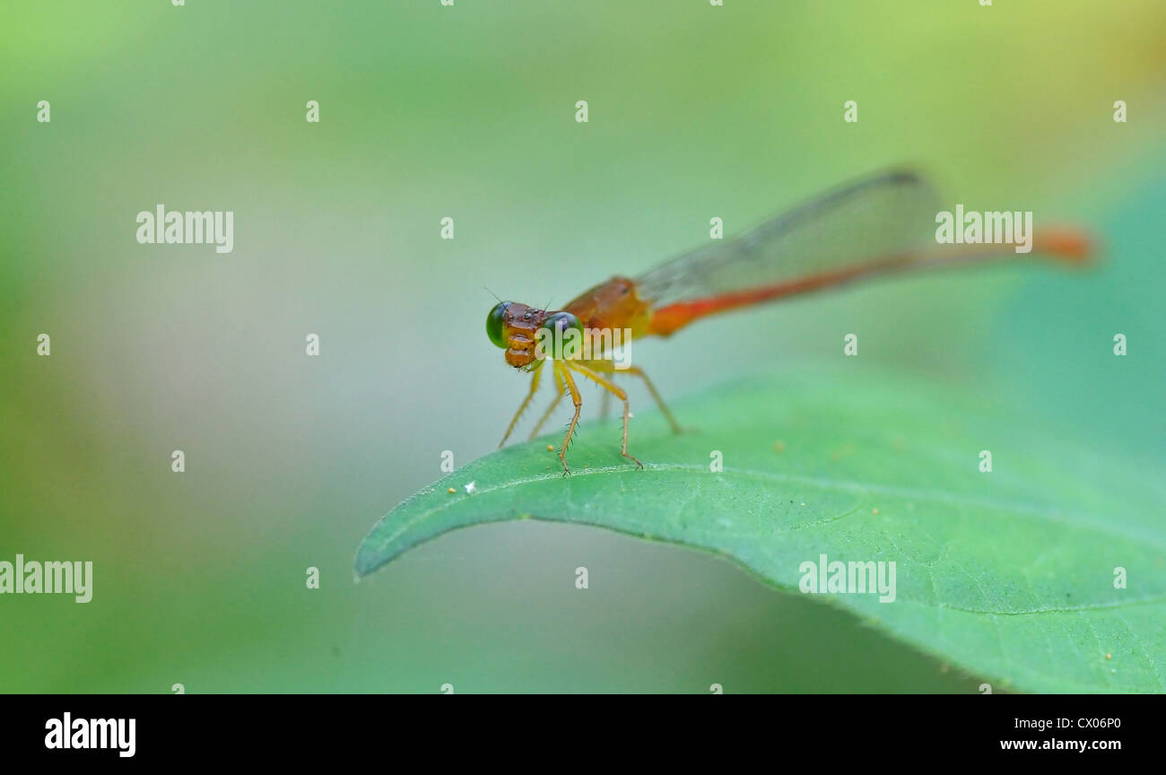 Un rosso damselfly in appoggio su una punta di una foglia Foto Stock