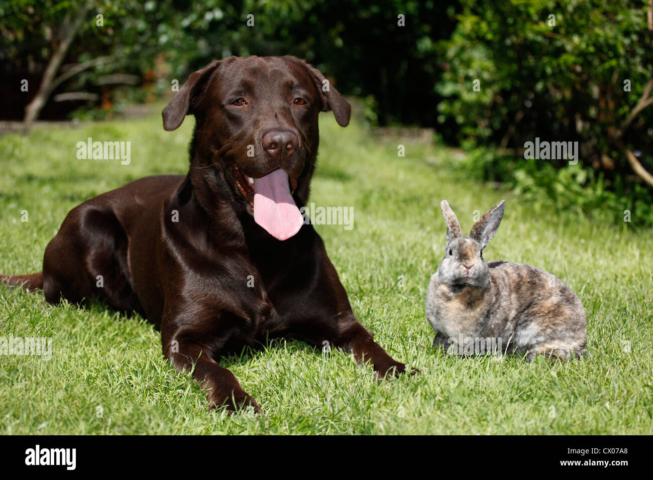 cane e coniglio Foto Stock