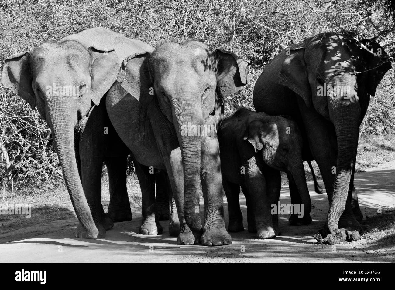 'Blocco stradale" - una foto in bianco e nero di una famiglia di elefanti asiatici bloccando la strada a Yala NP, Sri Lanka. Foto Stock