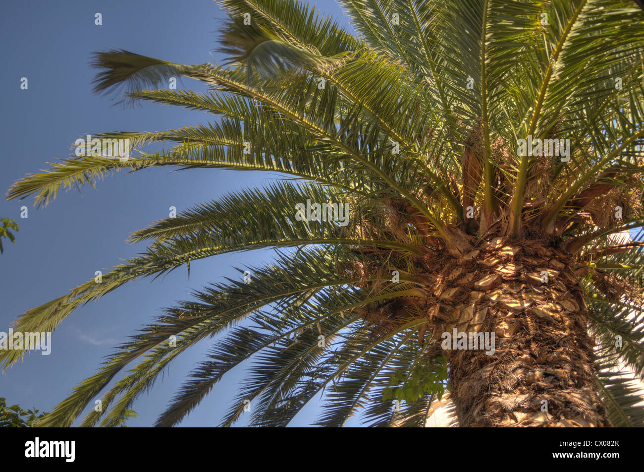 Palm tree, HDR foto. Foto Stock