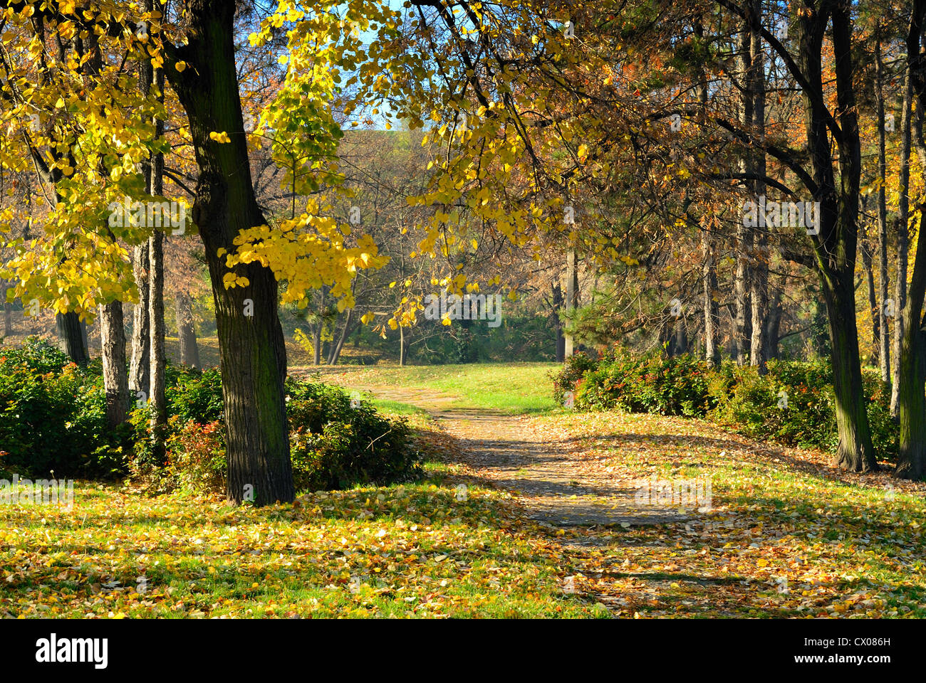 Percorso a piedi attraverso il parco in inizio autunno mattina con caduta foglie di colore Foto Stock